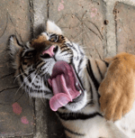 CanWeRewriteTheStars?