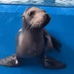 Sea Lion Rap