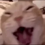 Cat Laugh (Meme)
