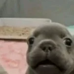 La nena no se compara