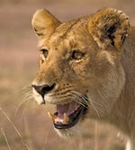 trauma Animation meme