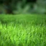 green green grass