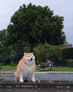 Fart