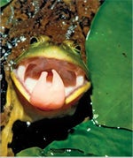 Chamber bass boosted