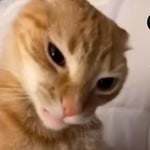 Vigil Cloak Voiceline