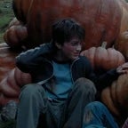 flamingo lalala lololo