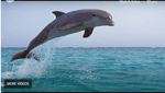 Flight reacts dolphin laugh