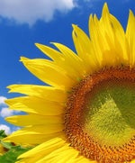 ai carai ta mo frio - Sound