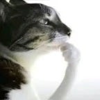 Hmmm cat fingersnap (copy)