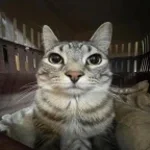 se levanto para ver un 🔥