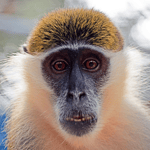 back in your cage, monkey