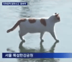 Cat Walking on Frozen Han River