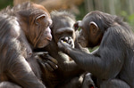 Three chimpanzees found their way out of the zoo today.