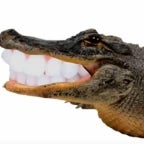 I'm A Crocodile Baybee