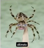 Big spider,Ariana Grande