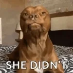 I Didn't Say It Was True