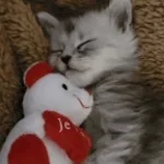 Recording 03/29/26 11:31:17