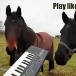 Horse 808