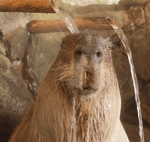 Rammstein Sonne musmore - Sound