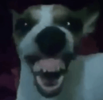 Funny Dog Laugh