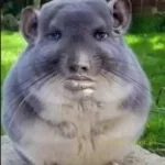 only-in-ohio-meme (copy)