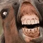 horse