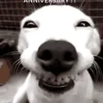 Dog laugh 2