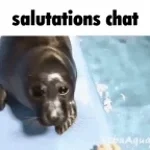 its a seal! (copy)