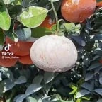 bahu lupo sambil ba huba orang mandi - Sound