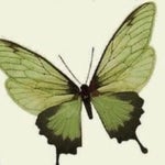 Laufey From The Start (Official Lyric Video With Chords)