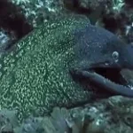Eel Of Despair Meme