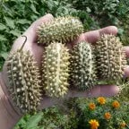 Дикий огурец - Sound