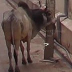 Niaks - PIB (Clip officiel) (copy)