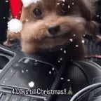 Dog Rapping in Chinese Origin Video