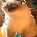 stalk your socials S0rrow