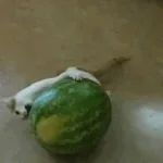 you luh my watermelon