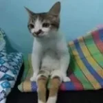 slow bowowowow