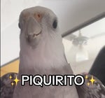 Piquirito