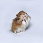 Hamster Dance