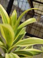 Tu Thodi Dair aur ther ja