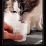 похуй реально 9mice