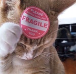 (2)Rosa Ana Polka Accordion