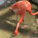 The Flamingos - I only have eyes for you