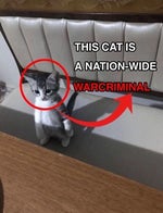 word around town is that you're a furry