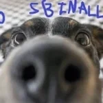 dog sniff (normal not loud) by me sbinalla