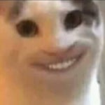 Ikan Hiu Melayang layang