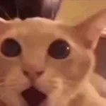 candyland cat meme