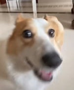 Bopibopbopbopibop - Sound