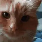 whos-my-good-little-kitten-3