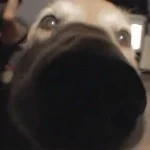 i can smell you meme sound effect p719Qo00 (copy)